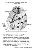 Mulchaich E CMS drawing314.jpg