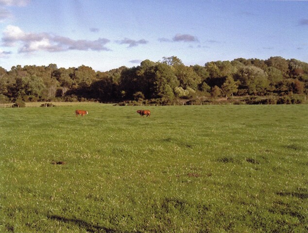 mhg7217 chapelfield, Easter Clune.JPG