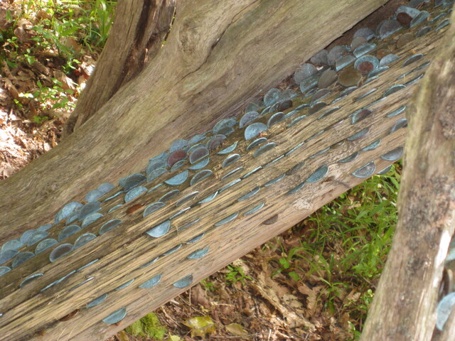 MHG42223  money tree detail.JPG