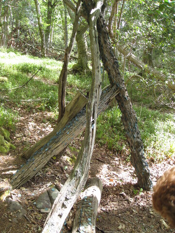MHG42223 money tree 1.JPG