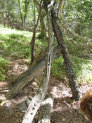 MHG42223 money tree 1.JPG