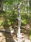 MHG42223 money tree 2.JPG