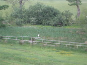 MHG7731 Isle of Justice Flowerdale.JPG