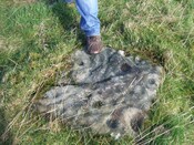 Ardoch stone 036.JPG