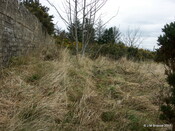 RAF Navidale WWII CHL and CHEL Radar Station - Site_6121548997_o.jpg