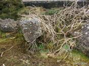RAF Navidale WWII CHL and CHEL Radar Station - Site_6122082782_o.jpg