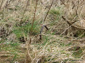 RAF Navidale WWII CHL and CHEL Radar Station - Site_6122091590_o.jpg