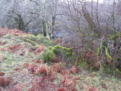 Stronachroe kiln from east Jan11 007.jpg