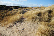 Culbin Dunes.jpg