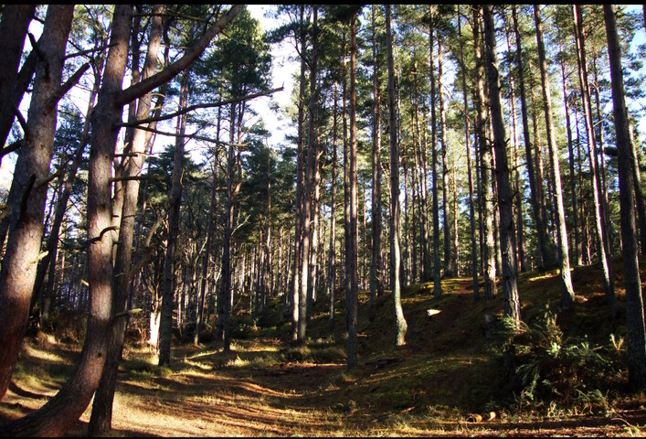 Culbin Forest.jpg