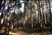 Culbin Forest.jpg