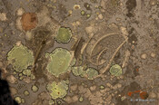 Cille Choirill Burial Ground_6312897255_m.jpg