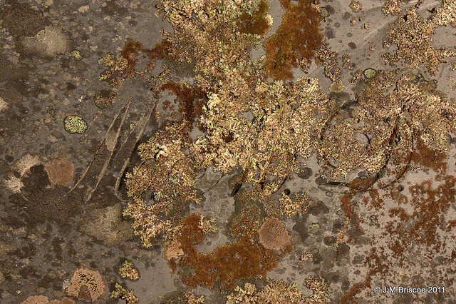 Cille Choirill Burial Ground_6312897991_m.jpg
