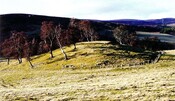 mhg2798 Raigmore mound 1.JPG