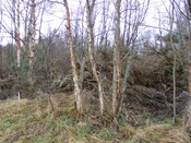 Picture 009.jpg