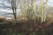 DSC_0038.jpg