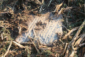 photo 11.jpg