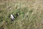 photo 43.jpg
