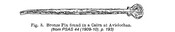 MHG4646 pin from Avielochan cairn.jpg