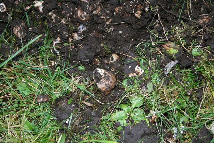 CT-SS 3 Ashaig shell midden 1.JPG