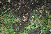 CT-SS 3 Ashaig shell midden 1.JPG