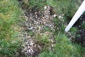 CT-SS 3 Ashaig shell midden 2.JPG