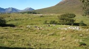 CT-SS 8 Coille Gaireallach roundhouse - SG.jpg