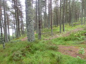 PFPT11-OH-Pic75.JPG