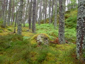 PFPT11-OH-Pic77.JPG