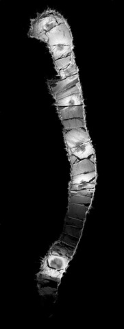 capstones_0007_0009.jpg