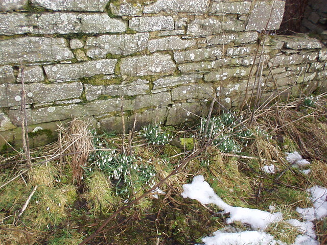 02. Snowdrops between front door and right hand side window.JPG