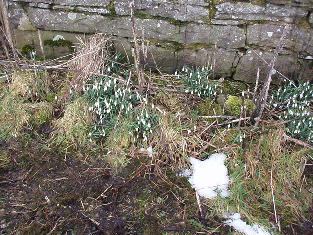 11. More snowdrops outisde front.JPG