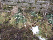11. More snowdrops outisde front.JPG