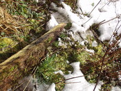 18. Roof timber taken outside to photograph, showing tile fi.JPG