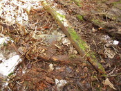 20. Rotten roof timbers, and some tiles-slates from collapse.JPG