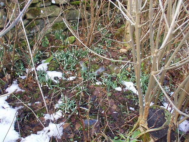 26. Pile of bottles, with piece of crock by tree.JPG