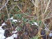 26. Pile of bottles, with piece of crock by tree.JPG