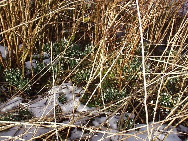 35. Snowdrops at rear of garden.JPG