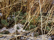 35. Snowdrops at rear of garden.JPG