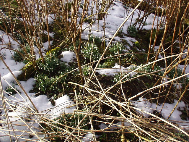 36. More snowdrops by burn at rear.JPG