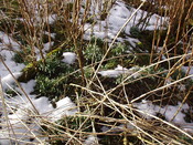 36. More snowdrops by burn at rear.JPG