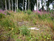 SHG25830_181.JPG