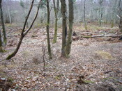 SHG25830_216.JPG