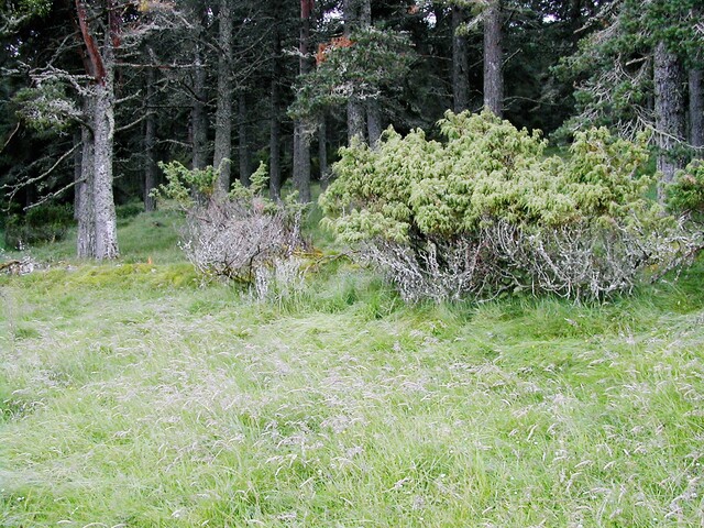 RHG3811_8UpperCamerorie.JPG