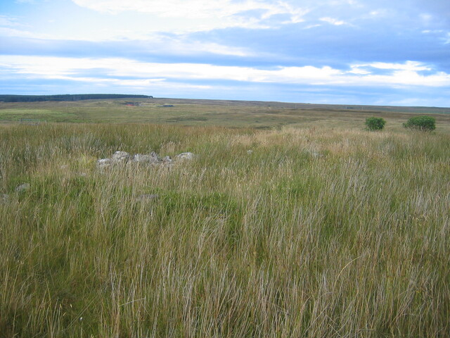 EHG3814_1AchowLybster.JPG