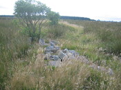 EHG3814_2AchowLybster.JPG