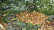 SHG25894_007.JPG