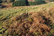 EHG3838_11.JPG