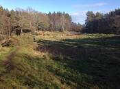 Craig_Phadraig_16_02_2014_1.jpg