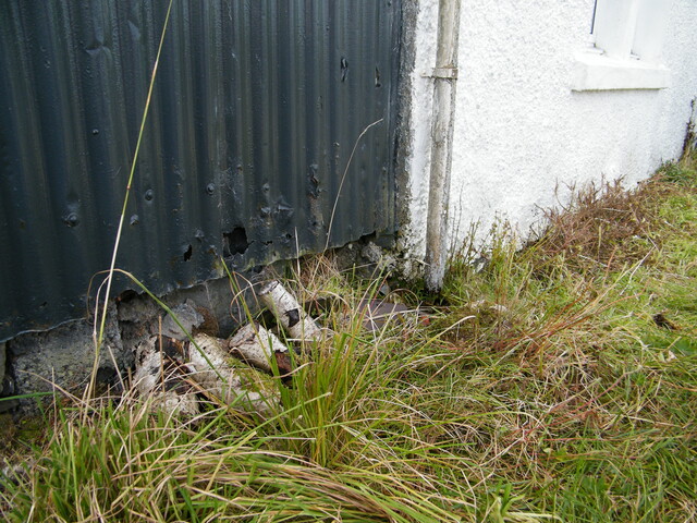 EHG3981_Heatherbell 1V.JPG